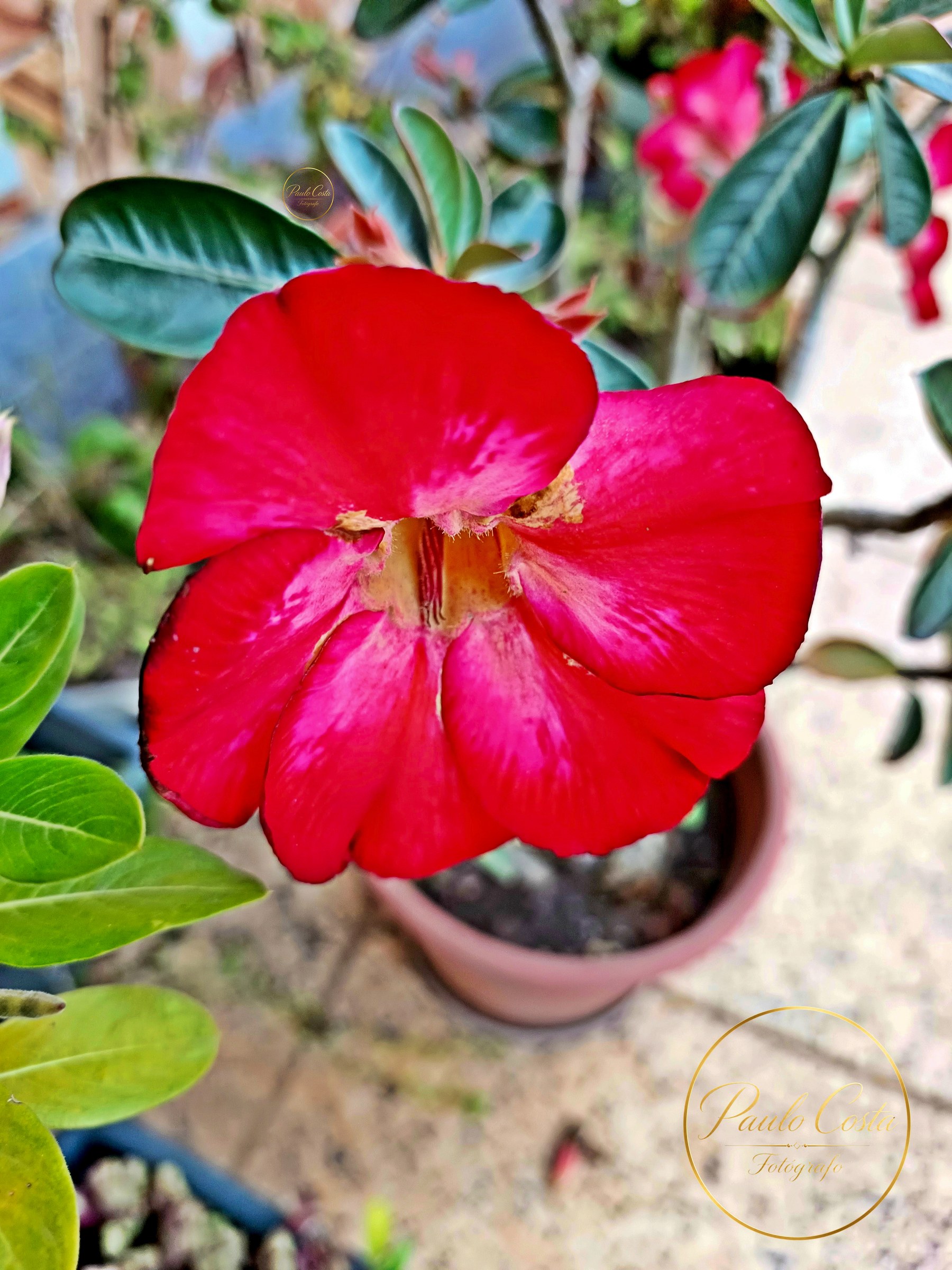 Natureza em Foco