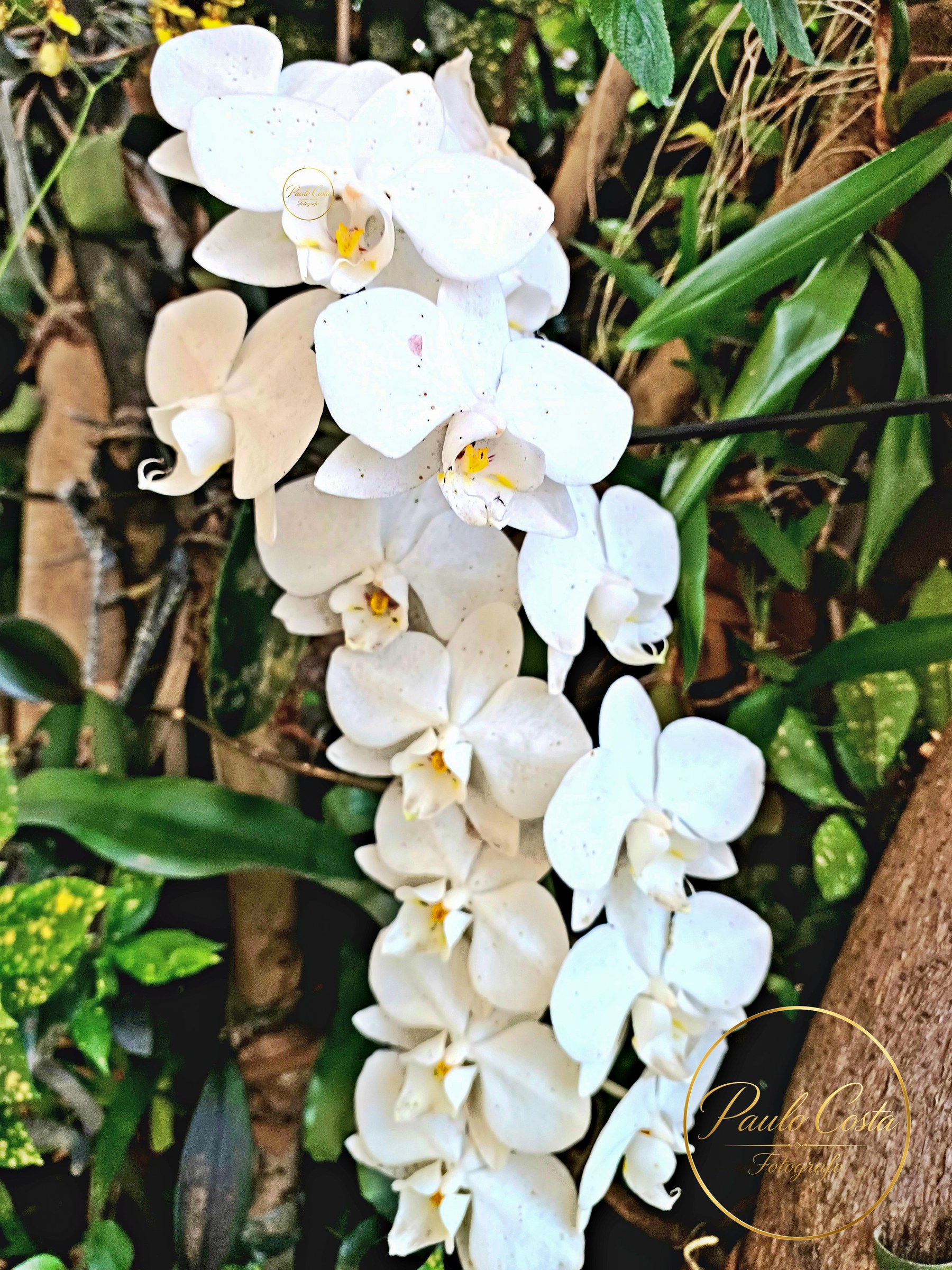 Natureza em Foco — fotografia 3