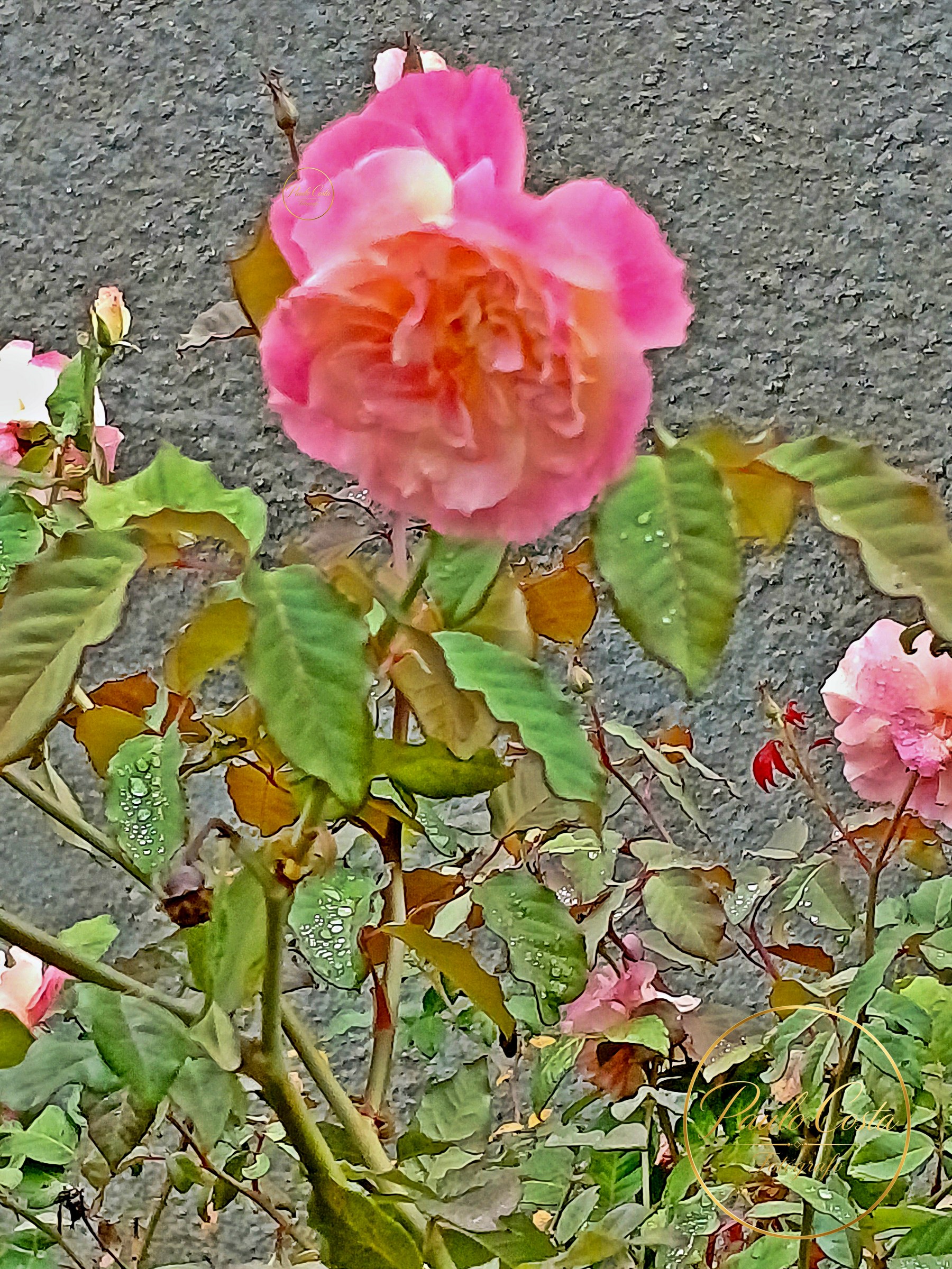 Natureza em Foco — fotografia 4