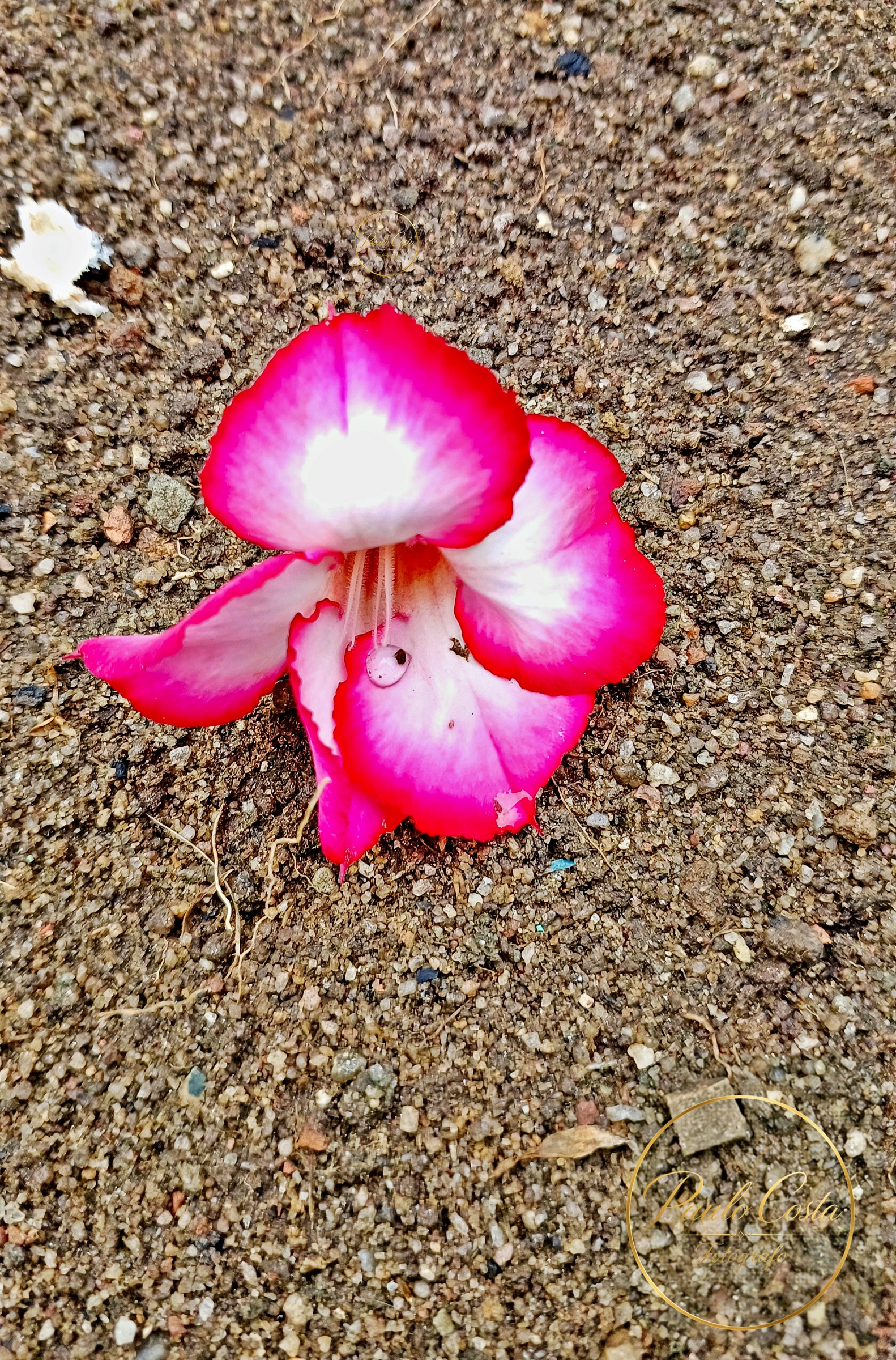 Natureza em Foco — fotografia 6