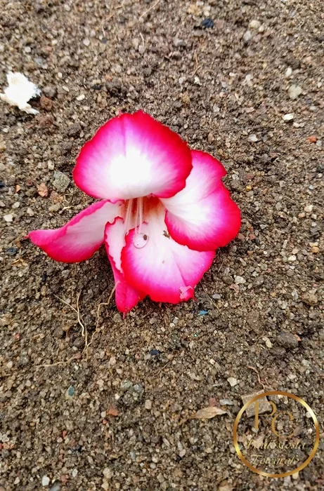Natureza em Foco — fotografia 6