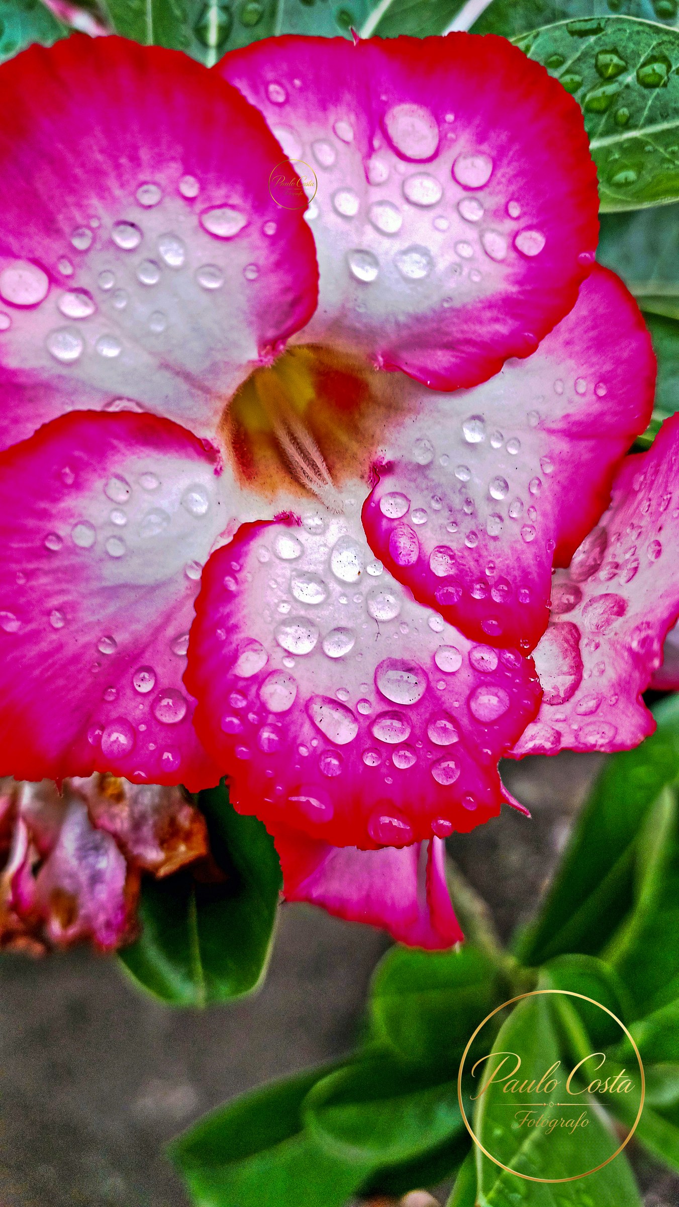 Natureza em Foco — fotografia 7