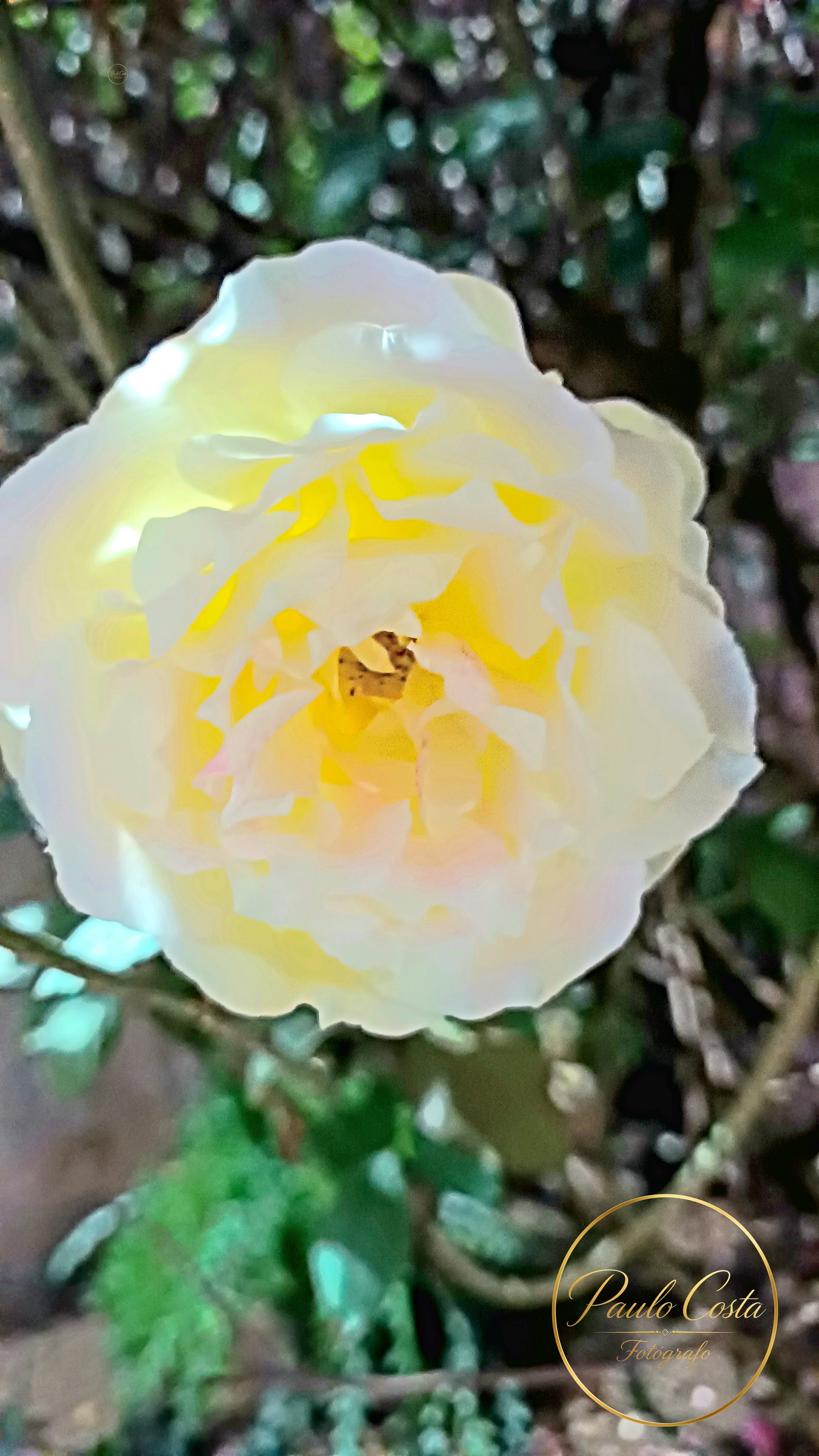 Natureza em Foco — fotografia 8