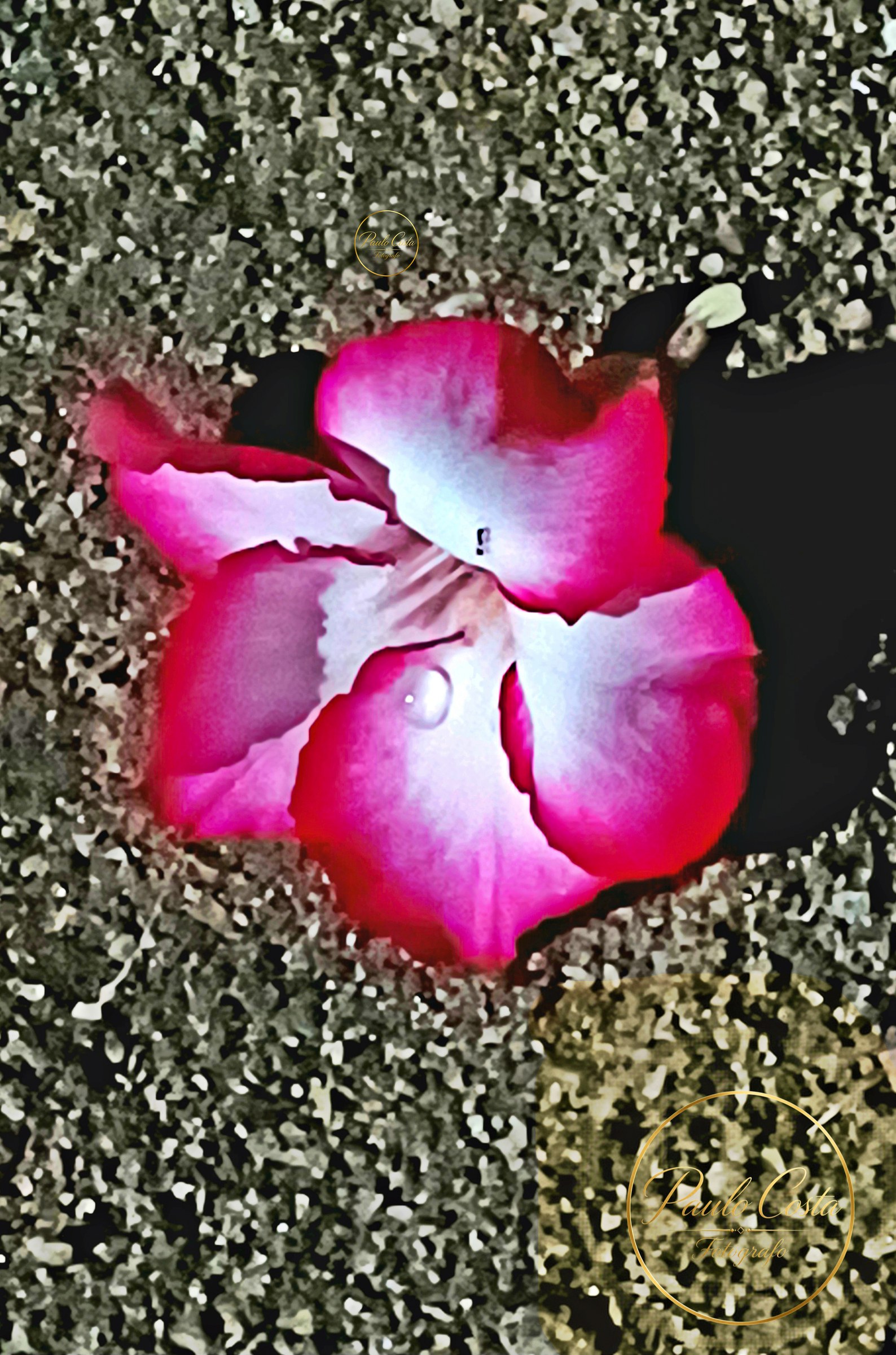 Natureza em Foco — fotografia 9
