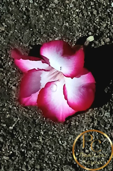 Natureza em Foco — fotografia 9