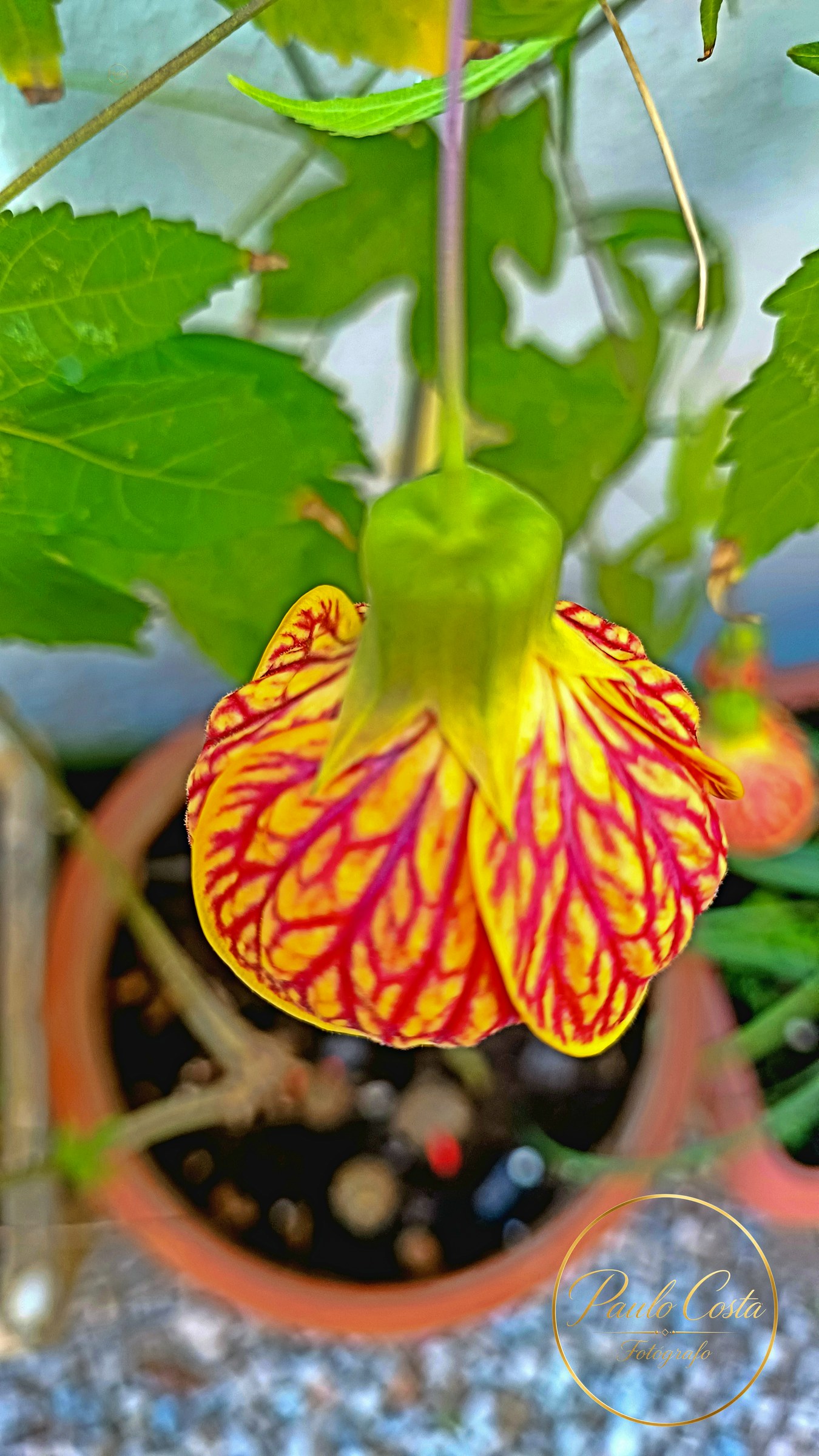 Natureza em Foco — fotografia 11
