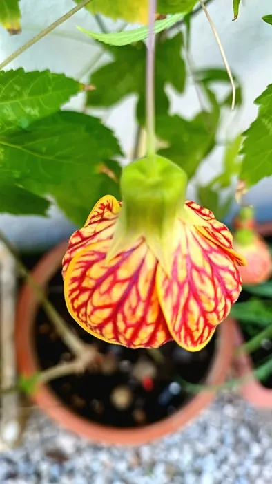 Natureza em Foco — fotografia 11