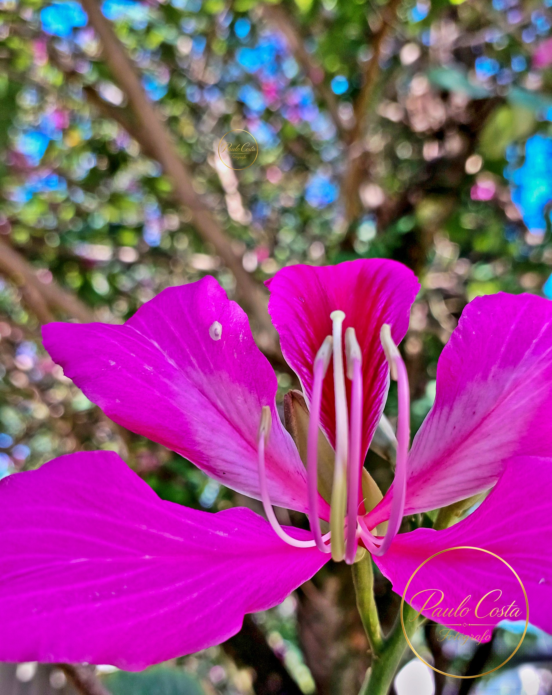 Natureza em Foco — fotografia 13