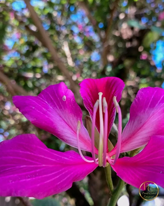 Natureza em Foco — fotografia 13