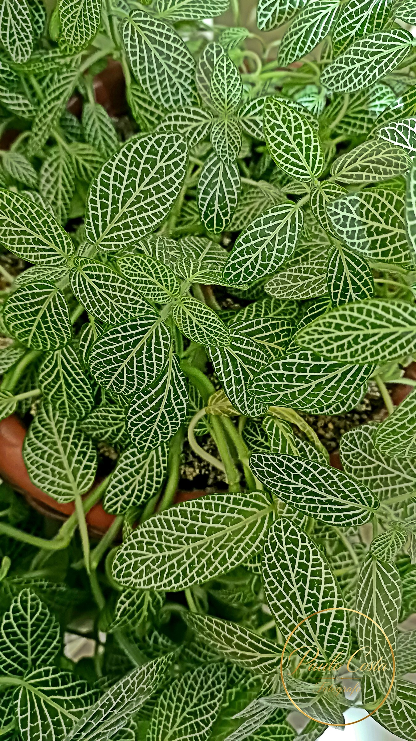 Natureza em Foco — fotografia 14
